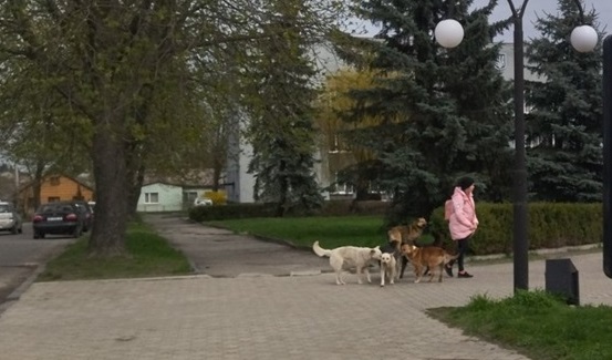 Собаки небезпечні для дітей і всіх перехожих