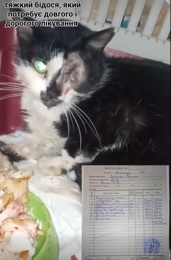 Фото скаліченого котика