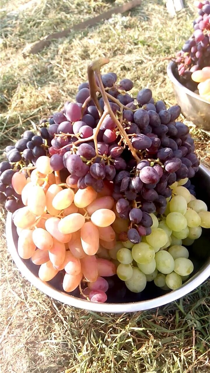Отакий урожай винограду в цьому році