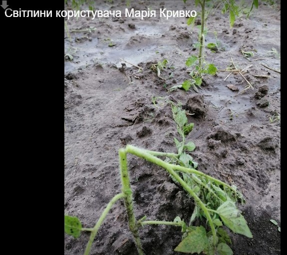 Негода наробила лиха