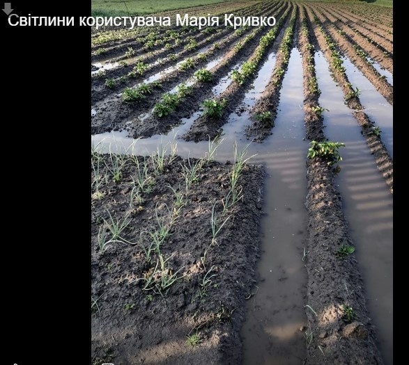 Отак виглядають городи на ранок