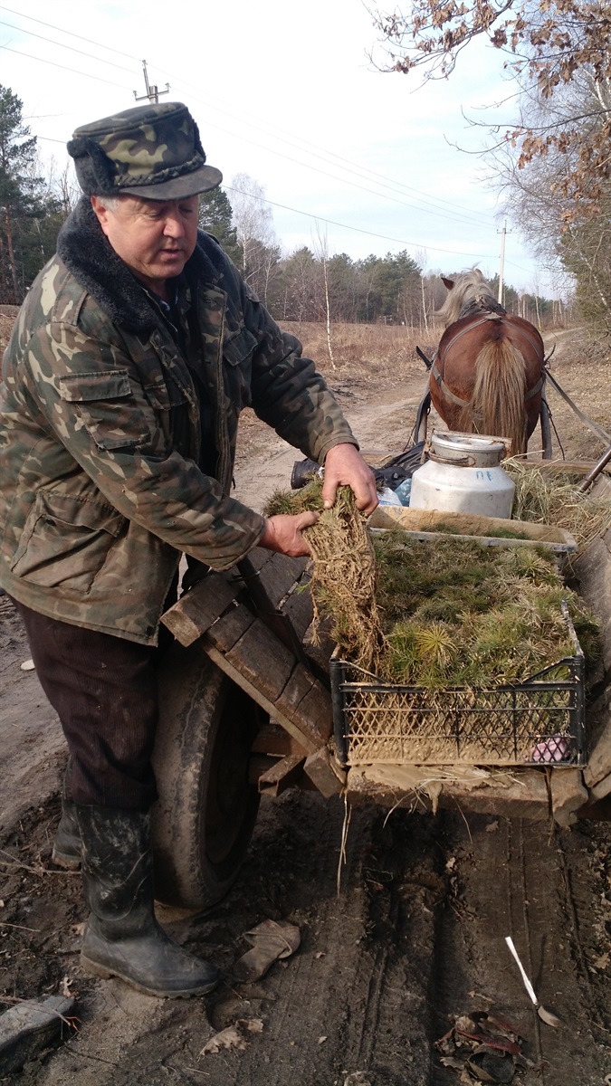 Майстер лісу Микола Петрук готує сажданці перед посадкою