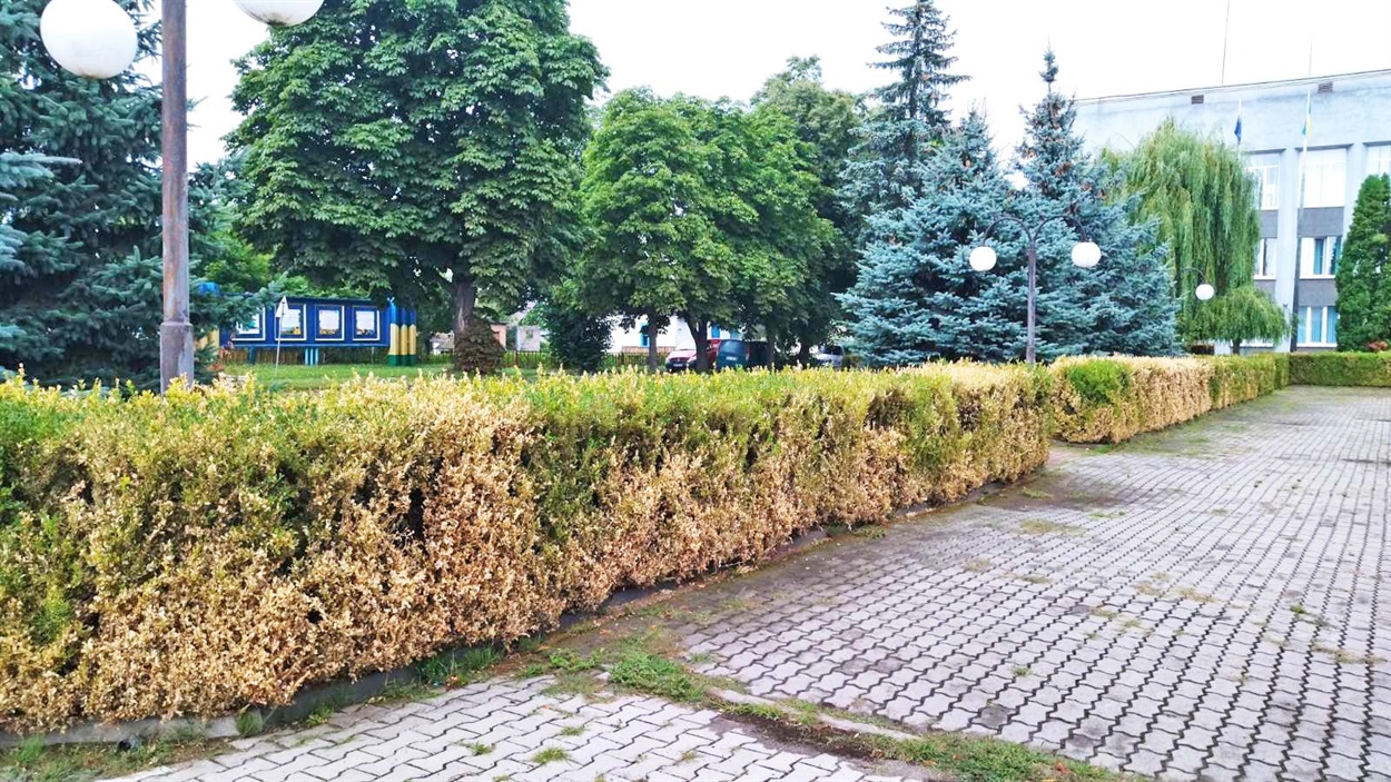 У Володимирці на центральній площі самшитові кущі пожовкли і всихають